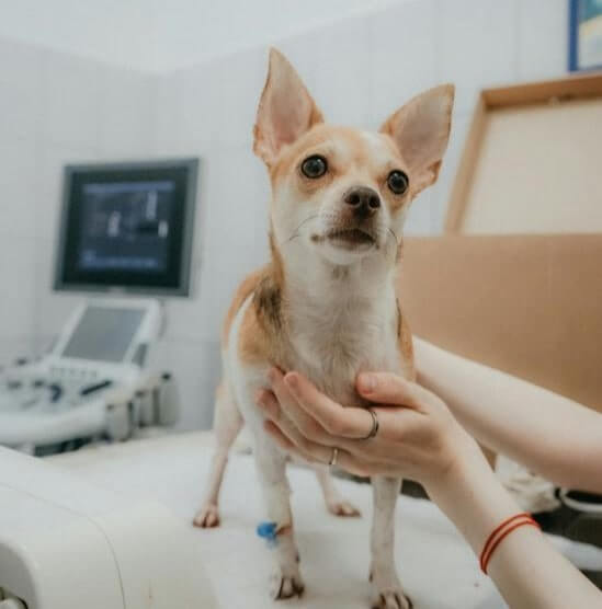 Une médecine vétérinaire innovante et centrée sur l'animal