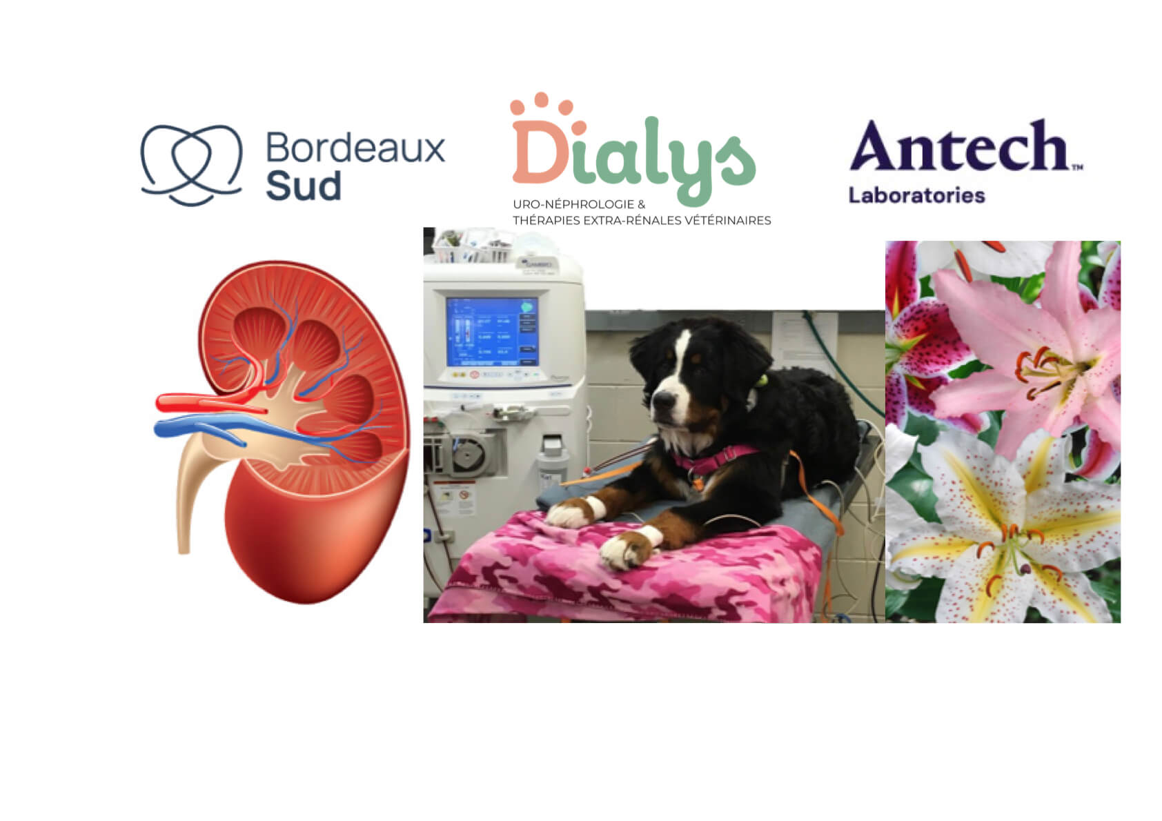 Soirée sur les atteintes rénales aiguës et la dialyse rénale Jeudi 23 octobre à 20h