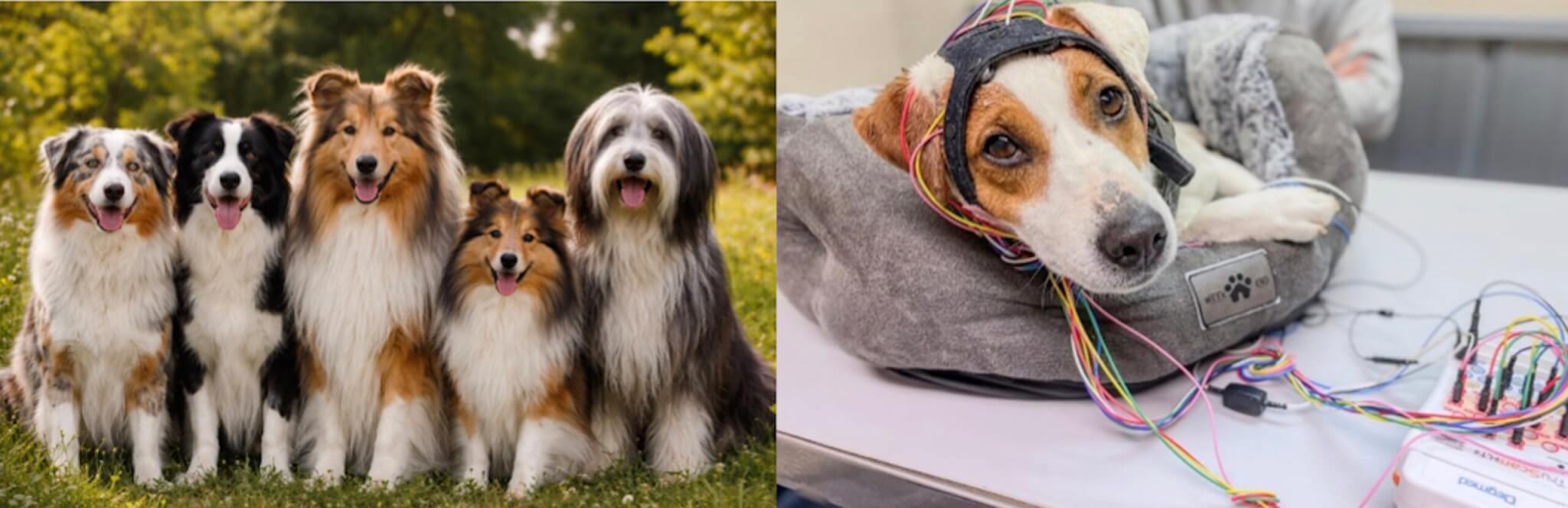 L'épilepsie : diagnostic, traitement, urgence